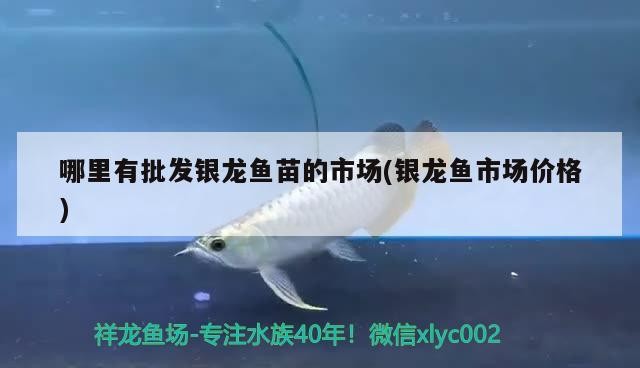 哪里有批發銀龍魚苗的市場(銀龍魚市場價格)