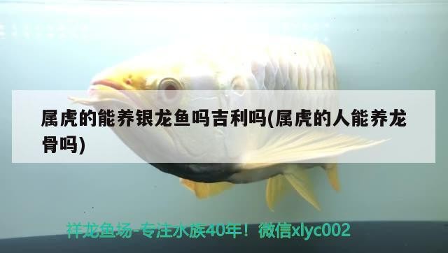 屬虎的能養銀龍魚嗎吉利嗎(屬虎的人能養龍骨嗎) 屬虎的能養銀龍魚嗎吉利嗎(屬虎的人能養龍骨嗎) 銀龍魚百科