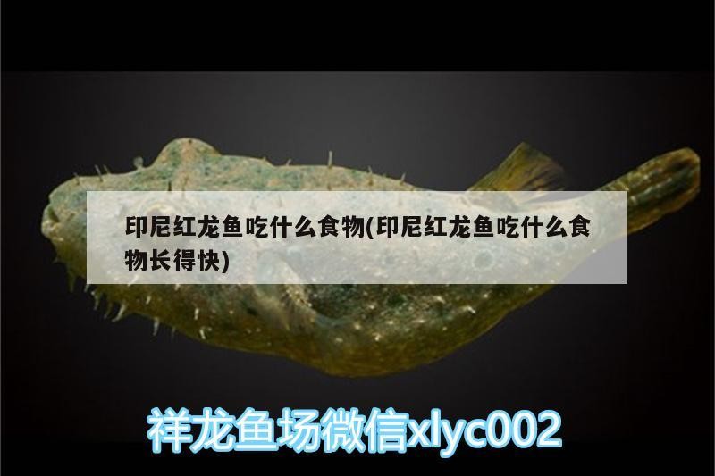 印尼紅龍魚吃什么食物(印尼紅龍魚吃什么食物長得快)