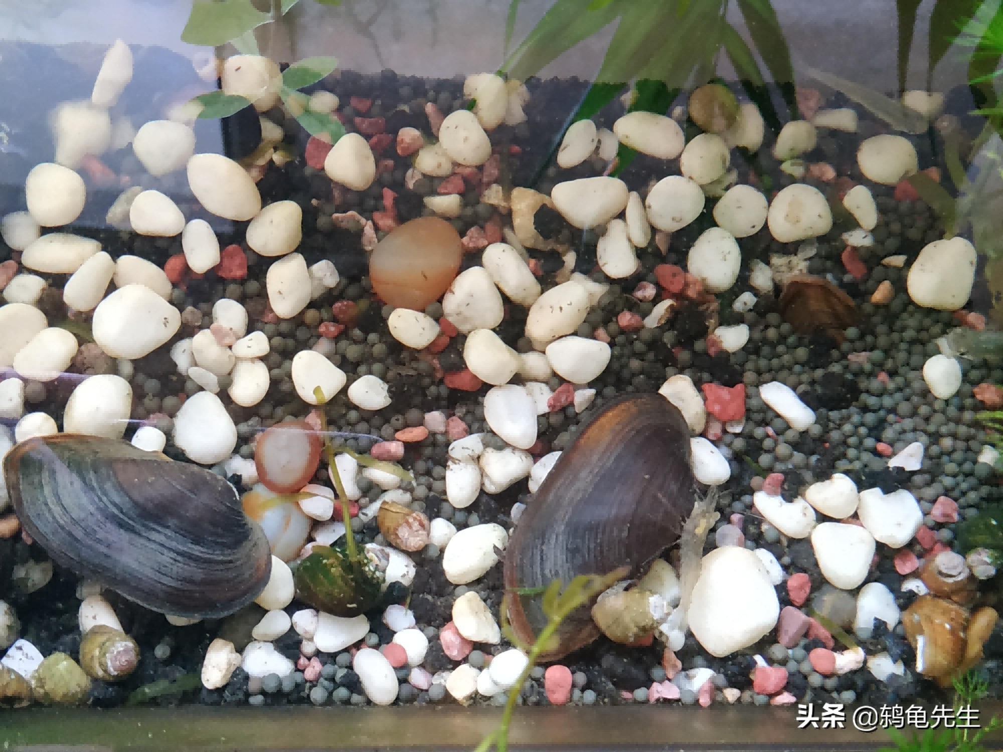 河蚌在魚缸中的喂養：關于河蚌在魚缸中喂養的一些詳細信息