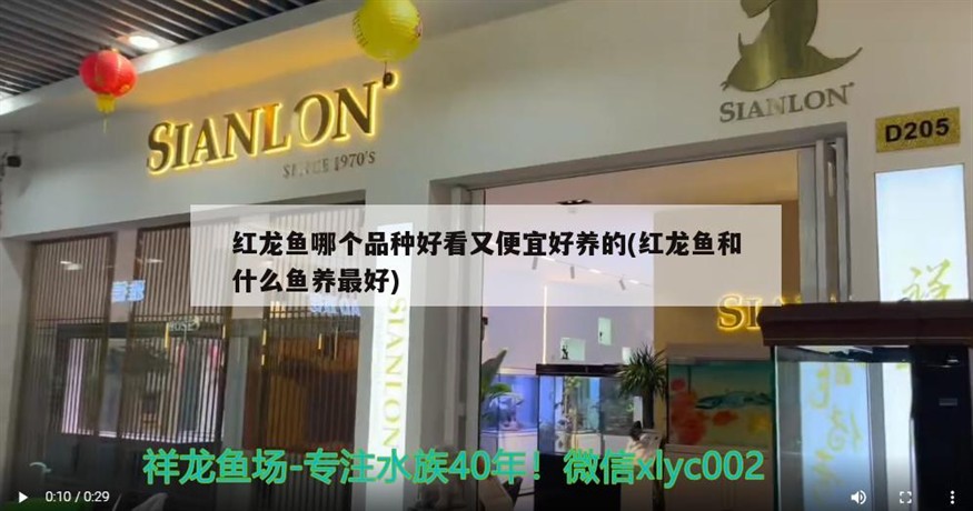 虎魚嚴重內蒙眼白內障經半年多不懈努力 虎魚嚴重內蒙眼白內障經半年多不懈努力 虎魚百科 第4張