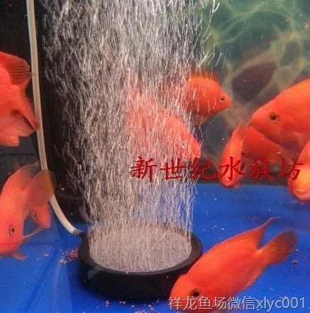 高溫?zé)Y(jié)氣盤石高級(jí)氣泡盤魚缸增氧氣泡石堅(jiān)硬邊框盤超靜音