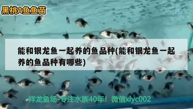 能和銀龍魚一起養的魚品種(能和銀龍魚一起養的魚品種有哪些)