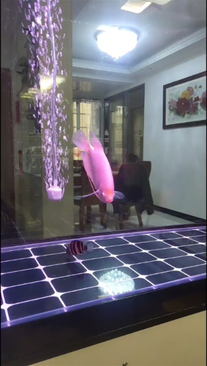 虎魚吃不到食怎么辦呀著急