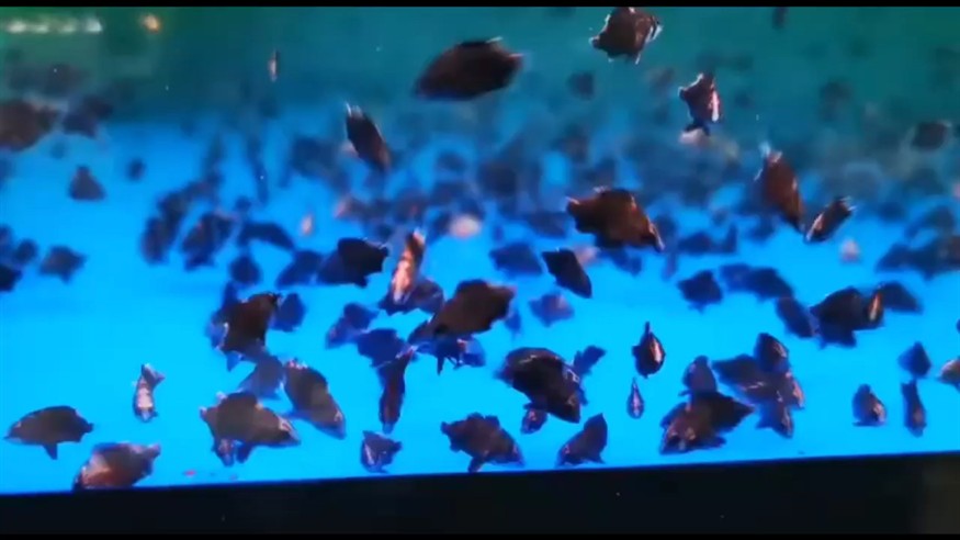 定水好的得虎魚苗