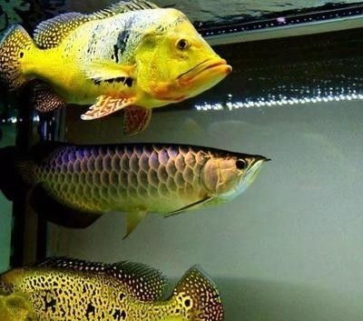 龍魚可以喂什么肉類食物