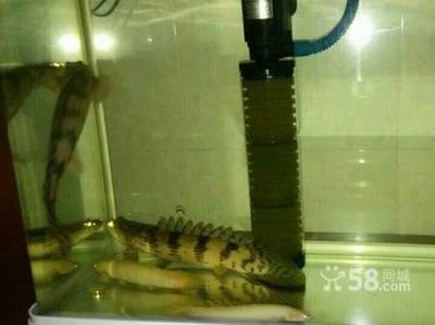 虎魚比龍魚大10厘米可以混養嗎（虎魚比龍魚大10厘米可以混養嗎圖片）