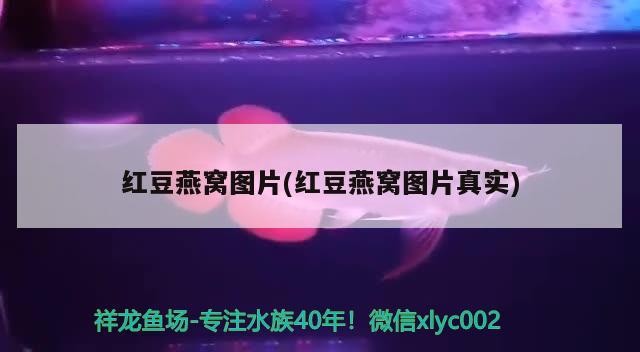 虎魚內蒙如何治？