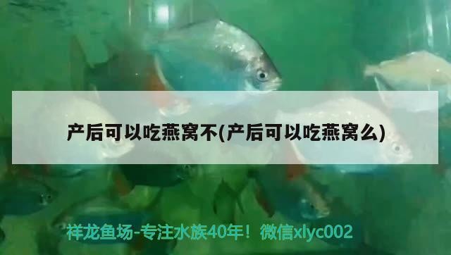 虎魚內蒙如何治？