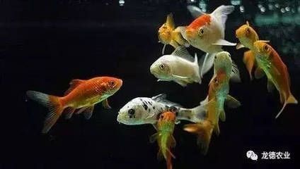 龍魚吃太飽趴缸