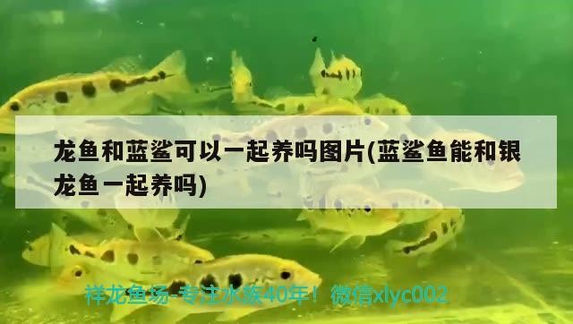 龍魚和藍鯊可以一起養嗎圖片(藍鯊魚能和銀龍魚一起養嗎) 龍魚和藍鯊可以一起養嗎圖片(藍鯊魚能和銀龍魚一起養嗎) 銀龍魚百科