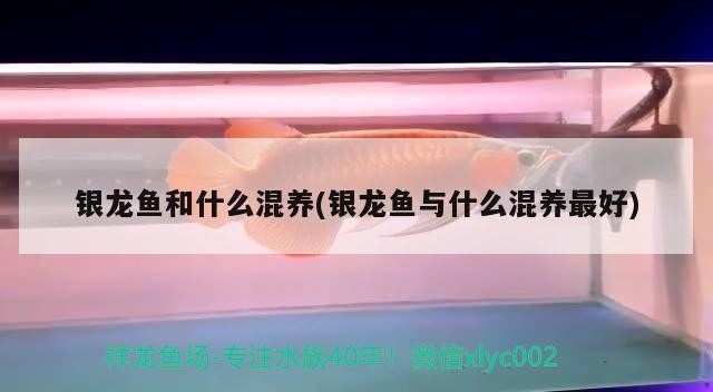 銀龍魚和什么混養(銀龍魚與什么混養最好)