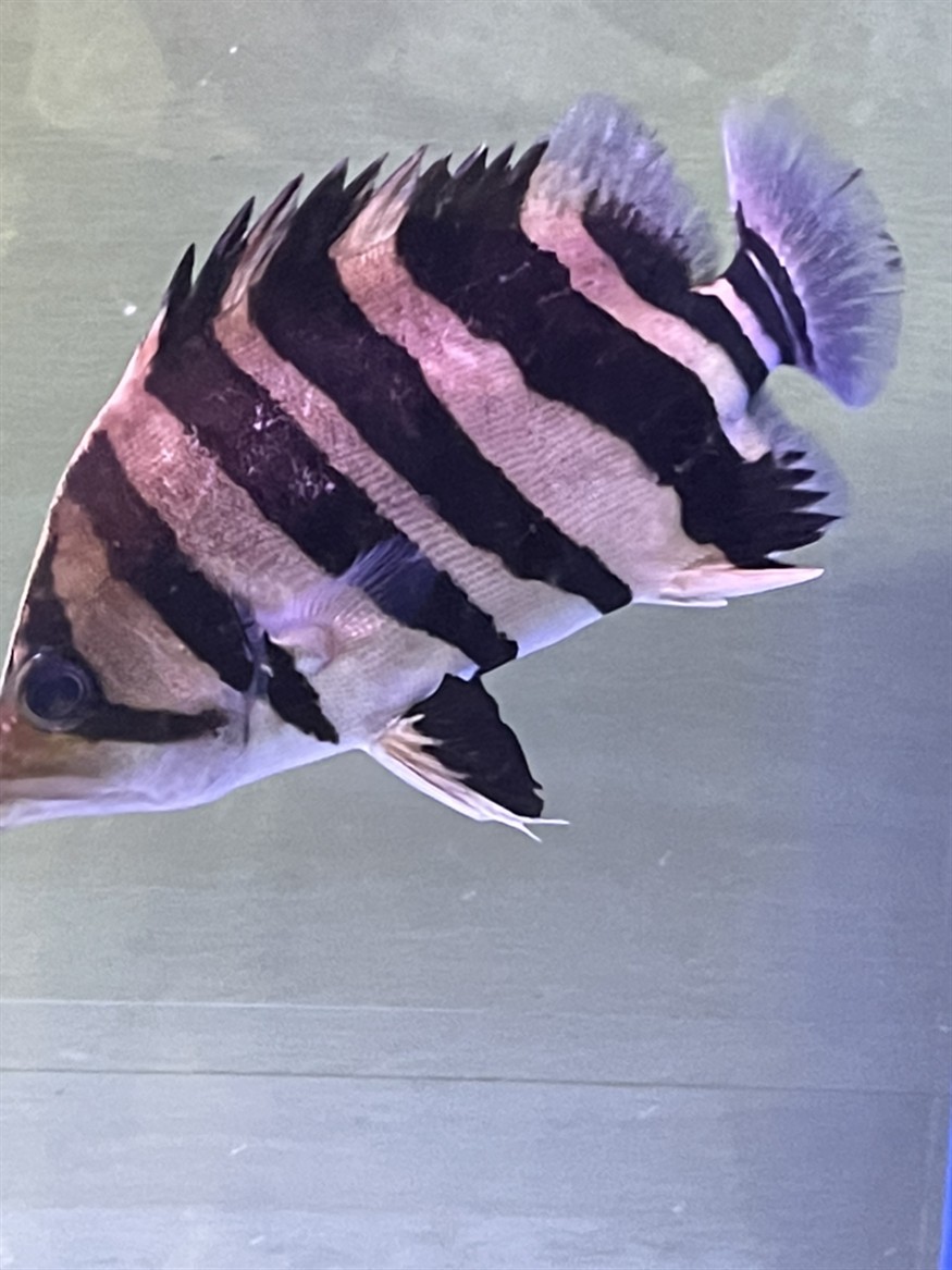 虎魚白點病