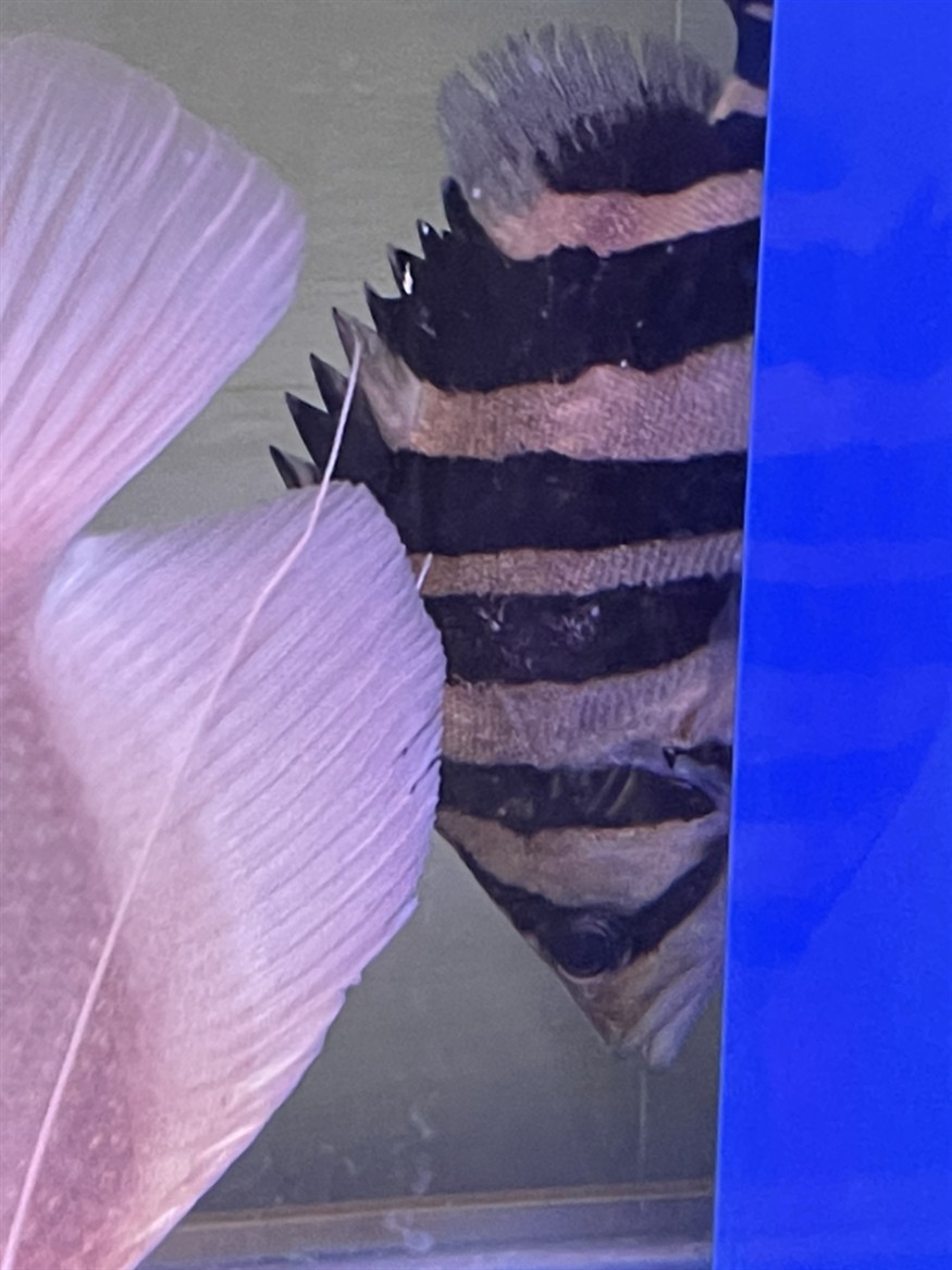 虎魚白點病