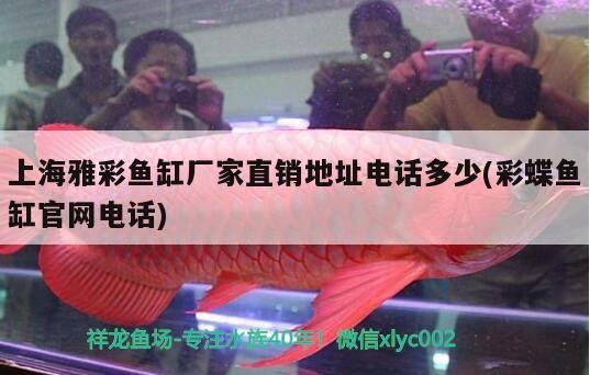 虎魚白點病