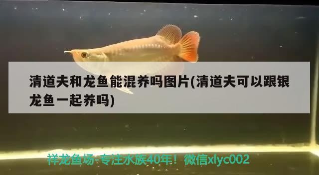 清道夫和龍魚能混養嗎圖片(清道夫可以跟銀龍魚一起養嗎) 清道夫和龍魚能混養嗎圖片(清道夫可以跟銀龍魚一起養嗎) 銀龍魚百科
