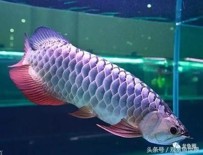 龍魚體表寄生蟲怎么治療好的快些