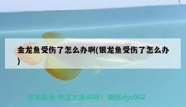 金龍魚受傷了怎么辦啊(銀龍魚受傷了怎么辦) 金龍魚受傷了怎么辦啊(銀龍魚受傷了怎么辦) 銀龍魚百科