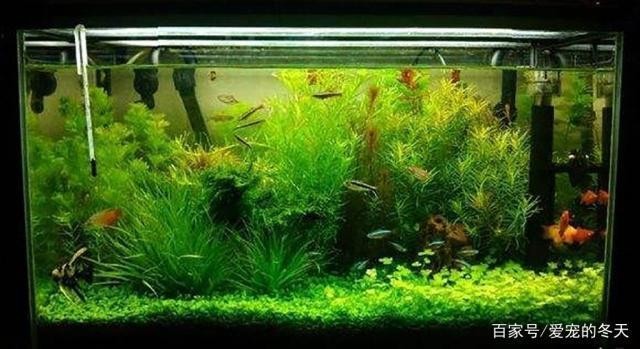 溫州市鹿城區洪殿魚友水族館（溫州市鹿城區洪殿魚友水族館電話） 溫州市鹿城區洪殿魚友水族館（溫州市鹿城區洪殿魚友水族館電話） 全國水族館企業名錄 第1張