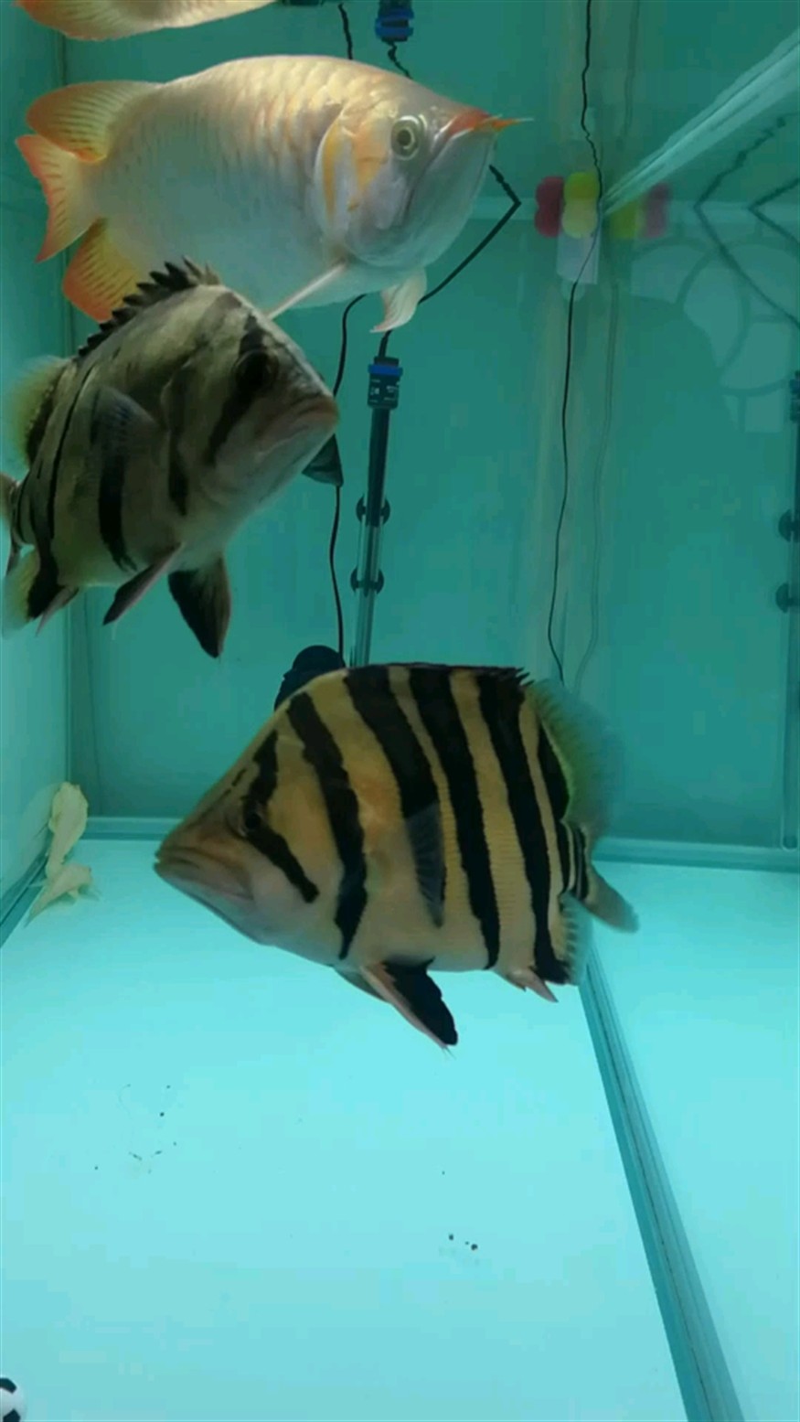 虎魚冬至快樂
