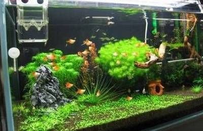 大魚(yú)缸放什么水草最好：水草養(yǎng)護(hù)技巧與誤區(qū) 大魚(yú)缸放什么水草最好：水草養(yǎng)護(hù)技巧與誤區(qū) 魚(yú)缸百科 第3張