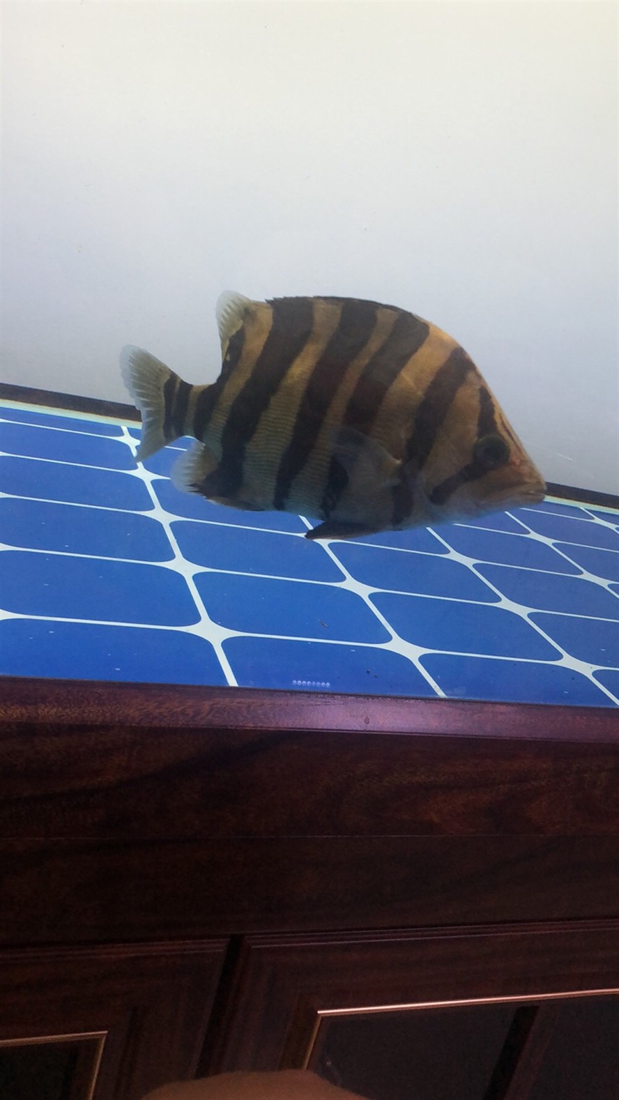 虎魚買的時候都是檸檬黃為什么養著養著就 虎魚百科 第1張 虎魚買的時候都是檸檬黃為什么養著養著就 虎魚買的時候都是檸檬黃為什么養著養著就 虎魚百科 第1張