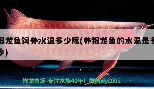 銀龍魚飼養水溫多少度(養銀龍魚的水溫是多少)