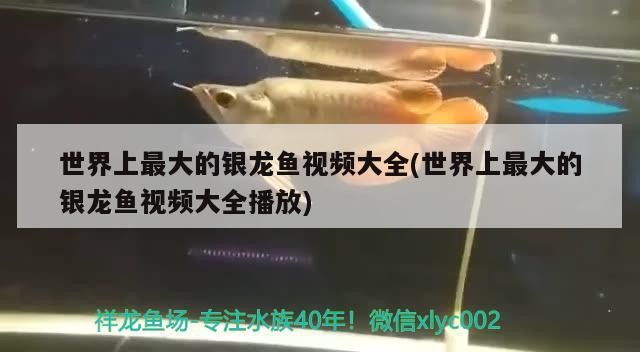 世界上最大的銀龍魚(yú)視頻大全(世界上最大的銀龍魚(yú)視頻大全播放) 世界上最大的銀龍魚(yú)視頻大全(世界上最大的銀龍魚(yú)視頻大全播放) 銀龍魚(yú)百科