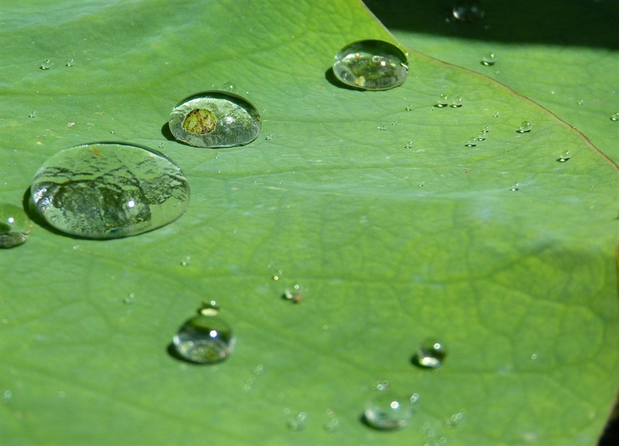 虎魚大了一點來個特寫吧 虎魚大了一點來個特寫吧 虎魚百科 第2張