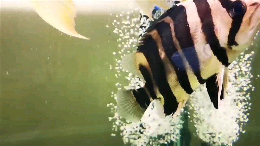虎魚大了一點來個特寫吧 虎魚大了一點來個特寫吧 虎魚百科 第3張