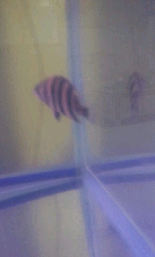 今天晚上小虎魚表現不錯