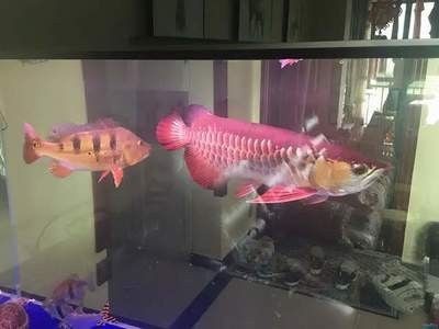 龍魚死了放生還是埋起來好