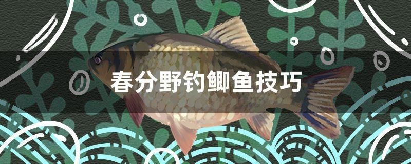 春分野釣鯽魚技巧 春分野釣鯽魚技巧 紅龍魚百科