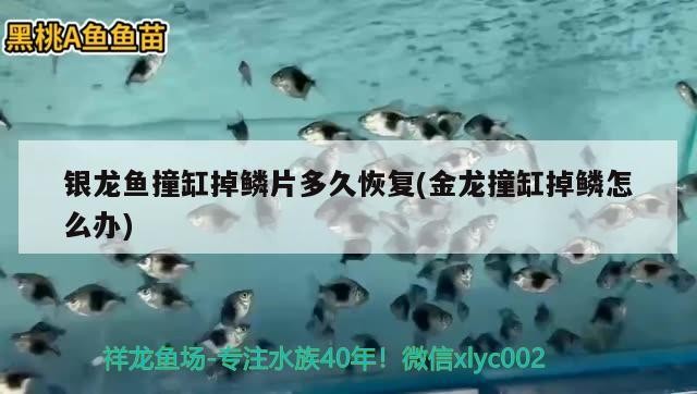 銀龍魚撞缸掉鱗片多久恢復(金龍撞缸掉鱗怎么辦) 銀龍魚撞缸掉鱗片多久恢復(金龍撞缸掉鱗怎么辦) 銀龍魚百科