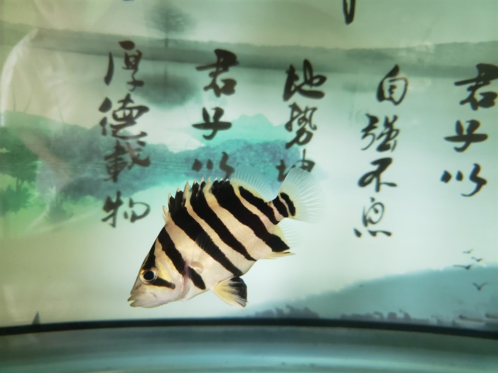 初試虎魚
