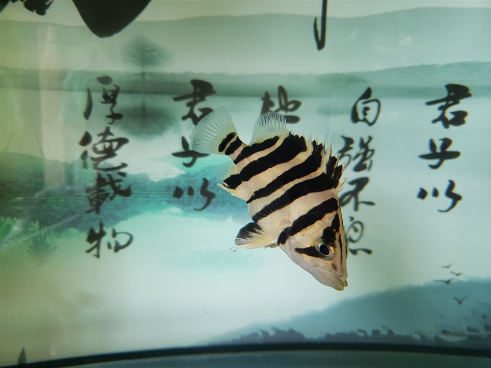 初試虎魚