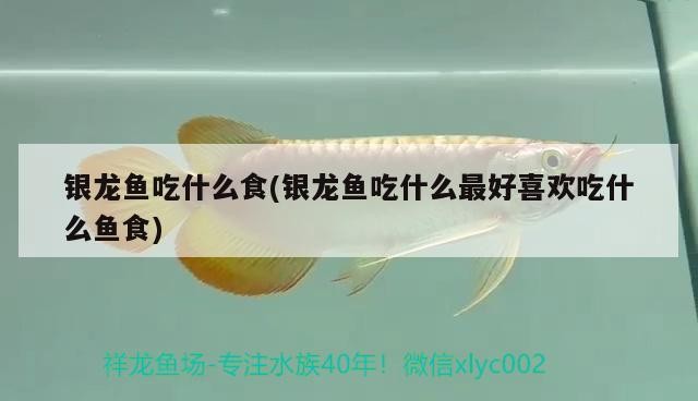 詳細閱讀:銀龍魚吃什么食(銀龍魚吃什么最好喜歡吃什么魚食) 銀龍魚吃什么食(銀龍魚吃什么最好喜歡吃什么魚食)