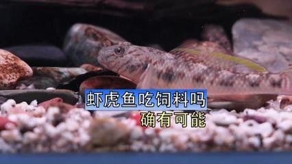 龍魚飼料魚,蝦虎魚哪個好養