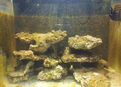 新魚缸開缸養(yǎng)水流程：剛買回來的魚缸需要經過一系列的處理步驟才能投入使用