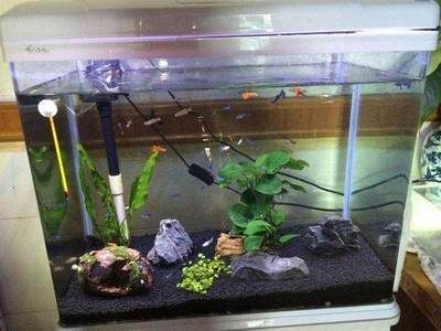 帶循環(huán)水的魚缸多久換一次水：帶循環(huán)水的魚缸水質(zhì)管理的重要性魚缸水質(zhì)管理的重要性