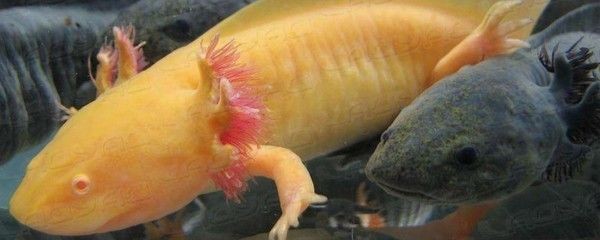 龍魚沒有食欲怎么辦啊吃什么藥好