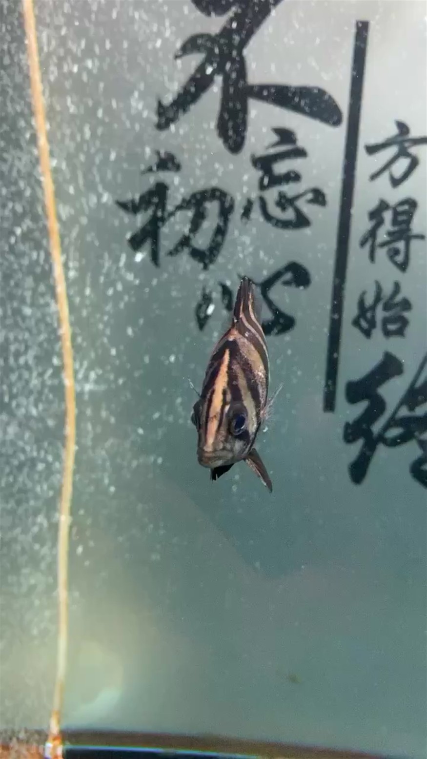 這小虎魚因該被龍魚咬了大神救救它吧