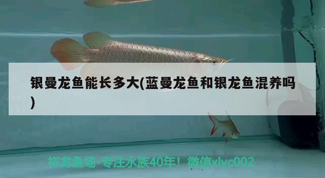 銀曼龍魚能長多大(藍曼龍魚和銀龍魚混養嗎)