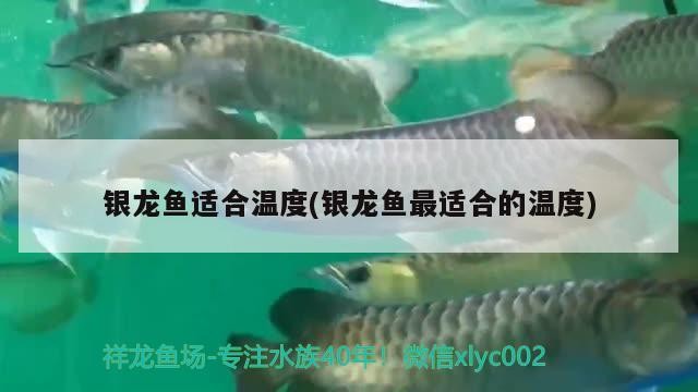 銀龍魚適合溫度(銀龍魚最適合的溫度)