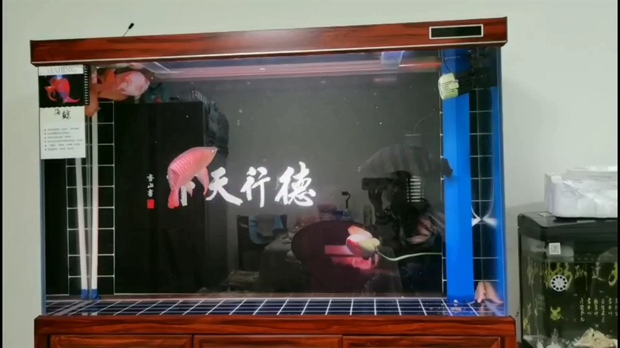 大虎魚欺負(fù)小虎怎樣才能讓小虎魚活躍 大虎魚欺負(fù)小虎怎樣才能讓小虎魚活躍 虎魚百科