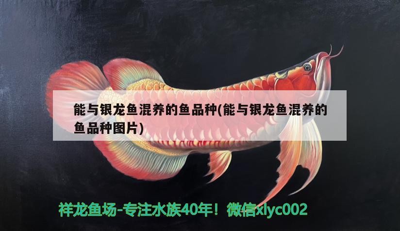 能與銀龍魚混養的魚品種(能與銀龍魚混養的魚品種圖片)