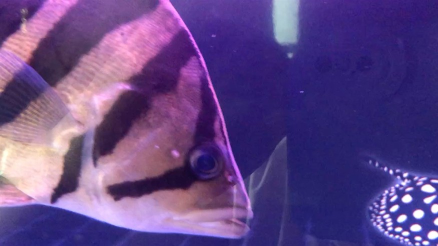 求助虎魚蒙眼 求助虎魚蒙眼 虎魚百科