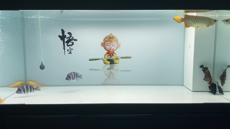 虎魚這是蒙眼么