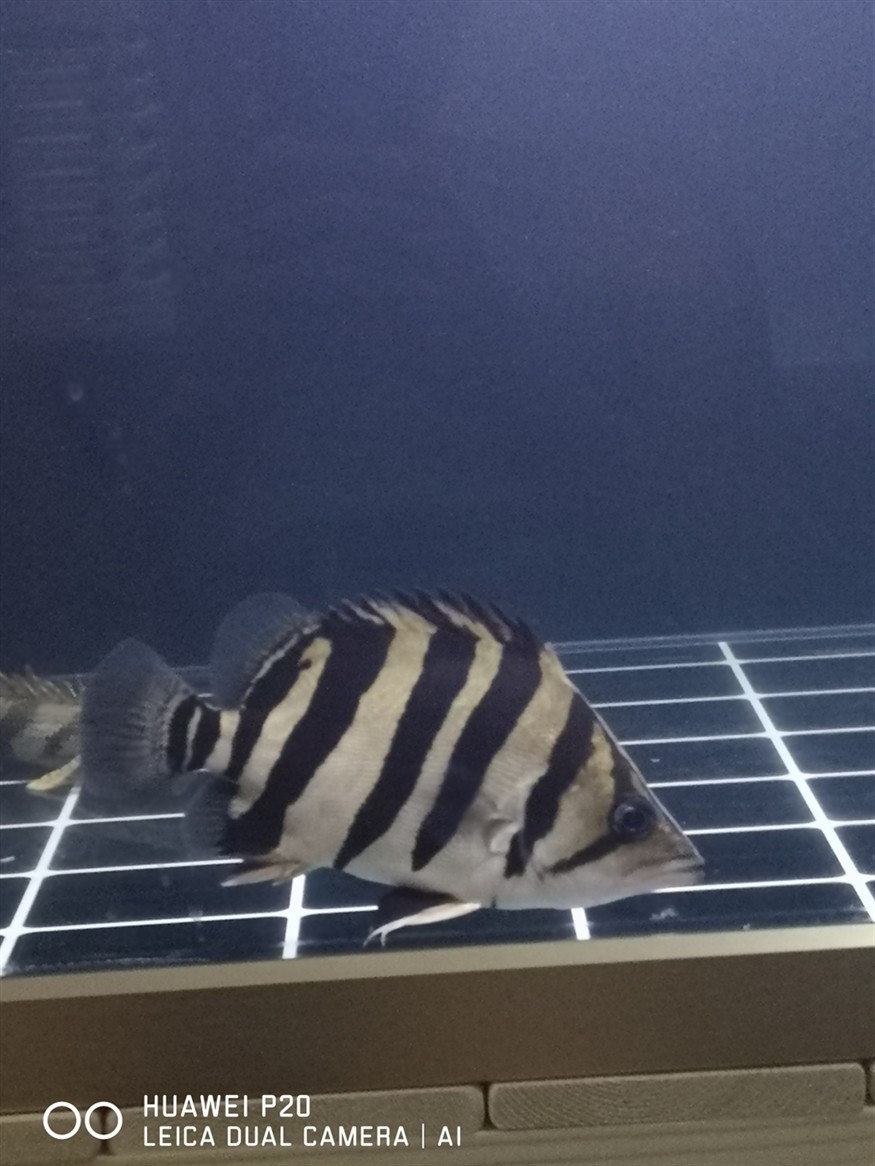 虎魚包脖包肚重要嗎？帥就完了 虎魚包脖包肚重要嗎？帥就完了 虎魚百科 第1張