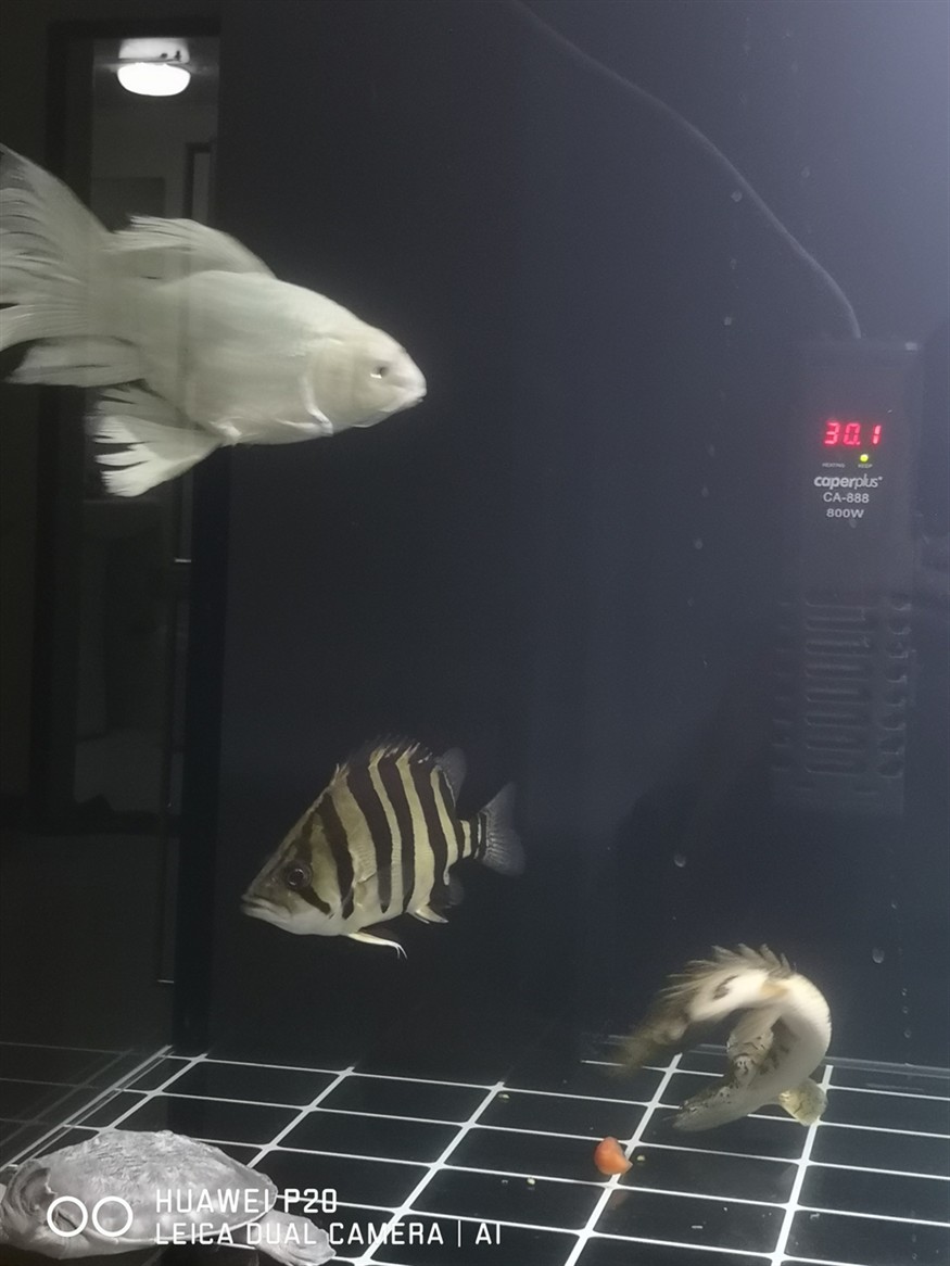 虎魚包脖包肚重要嗎？帥就完了 虎魚包脖包肚重要嗎？帥就完了 虎魚百科 第2張